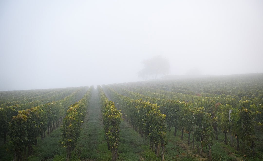 Chateau Berliquet vineyard in the mist