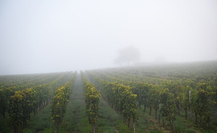 Chateau Berliquet vineyard in the mist