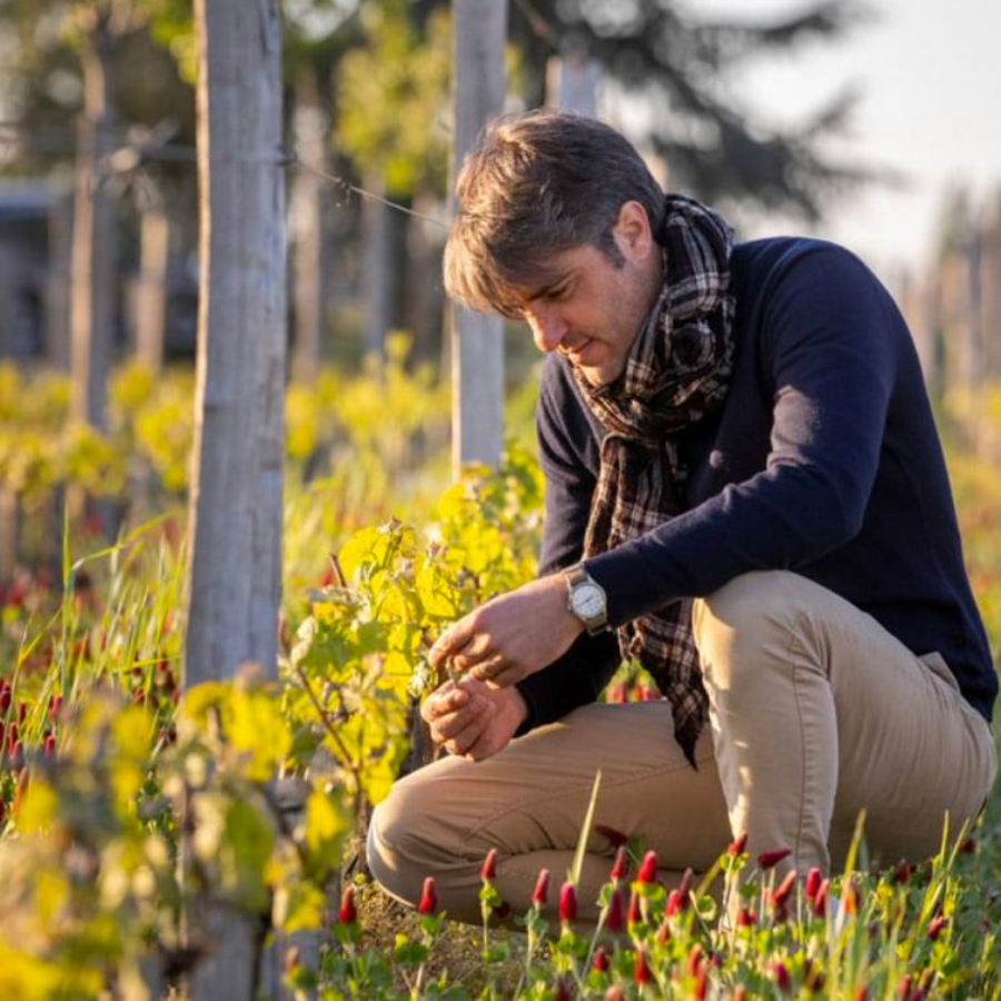 Winemaker inspecting grapevines at Château Cheval Blanc estate, showcasing their dedication to sustainable viticulture.