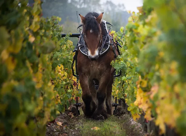 A majestic horse plowing through a vineyard, emphasizing traditional winemaking methods.