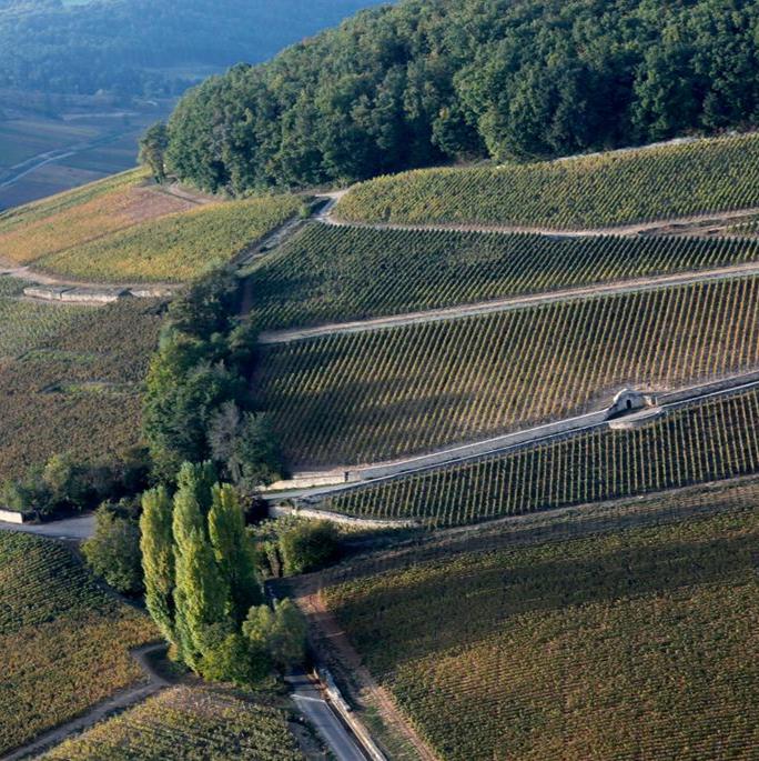 Aerial view of the vineyards on Corton Hill in the Côte d'Or, Burgundy, showcasing the terraced slopes where prestigious Grand Cru wines are cultivated