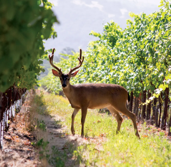 A deer standing amidst the lush vineyards at St. Francis Winery in Sonoma.