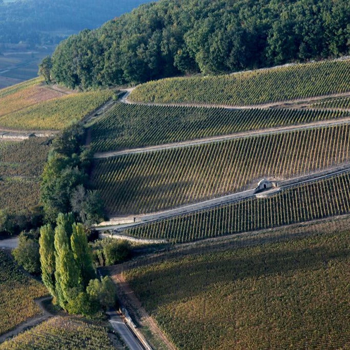 Aerial view of Domaine Antonin Guyon’s vineyards in Burgundy, showcasing the estate’s commitment to sustainable viticulture in a beautiful landscape of rolling vineyard rows and forested hills.