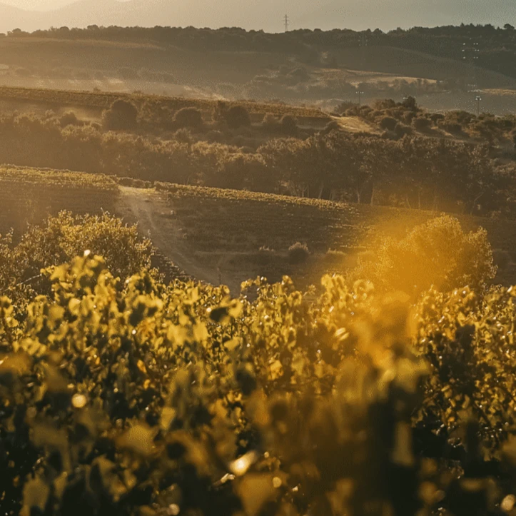 Scenic view of vineyards at sunset near Domaine du Mont.