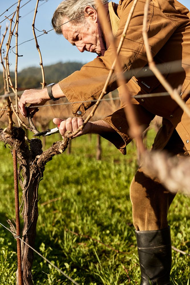 Grapes being pruned at the Dominus wine estate