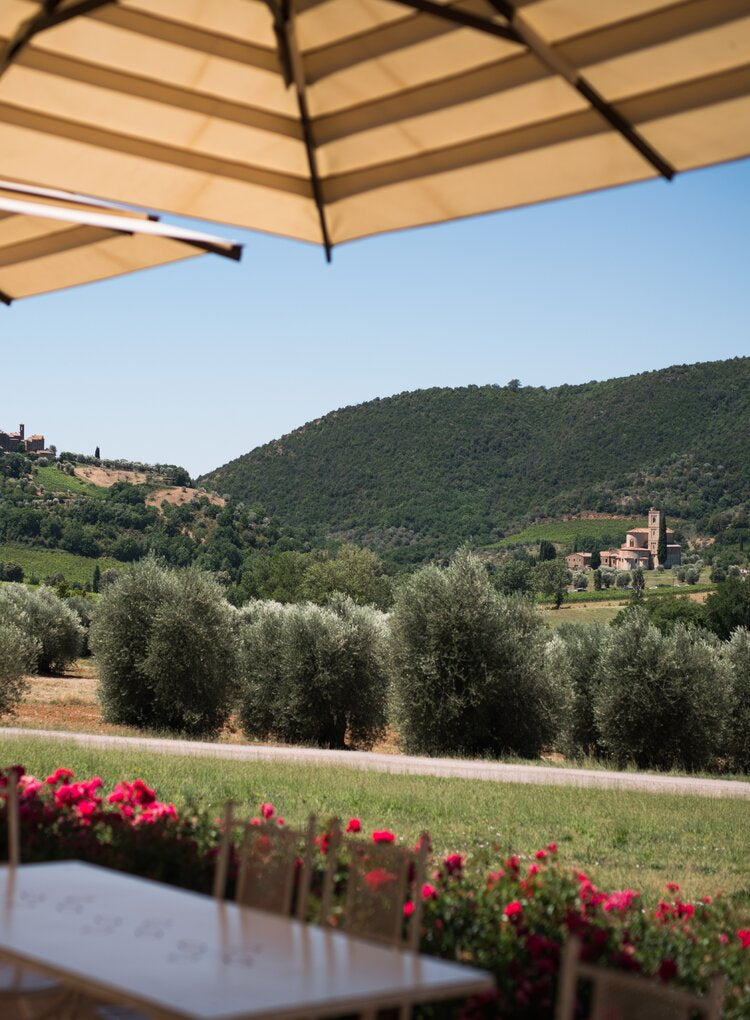 Beautiful vineyard view at Fanti in Montalcino, Tuscany, seen from under an umbrella.