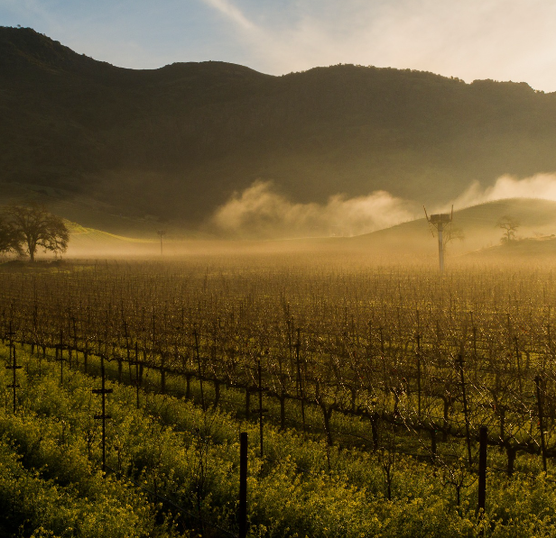 A scenic view of a vineyard with mist rolling over the hills during sunset.