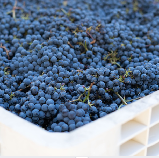 A close-up of freshly harvested purple grapes in a white crate.