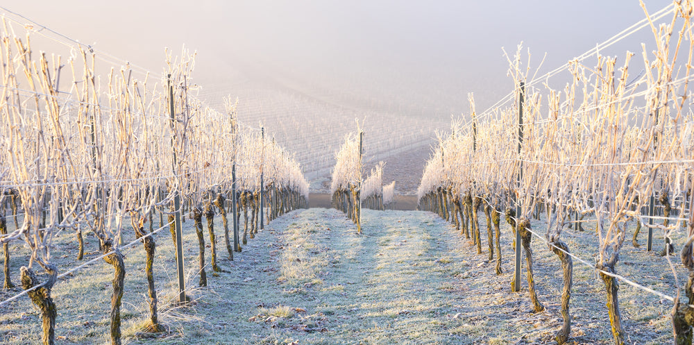 A frosty vineyard in winter, with rows of grapevines covered in ice crystals under soft morning light, showcasing the beauty of winemaking during colder months.