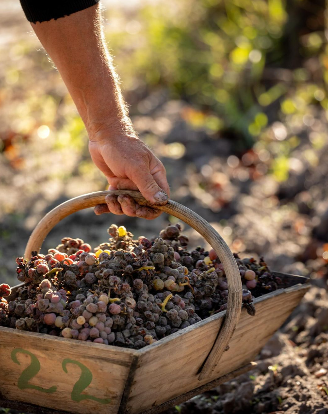 Hand holding a wooden basket filled with botrytized grapes during harvest at Château d'Yquem.