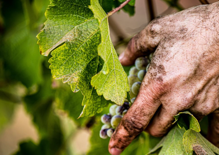 Close-up of a winemaker’s hand holding fresh white grapes during harvest.