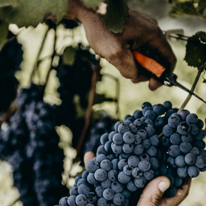 Close-up of a winemaker's hands harvesting ripe grapes from the vine in the Cascina Ebreo vineyard.