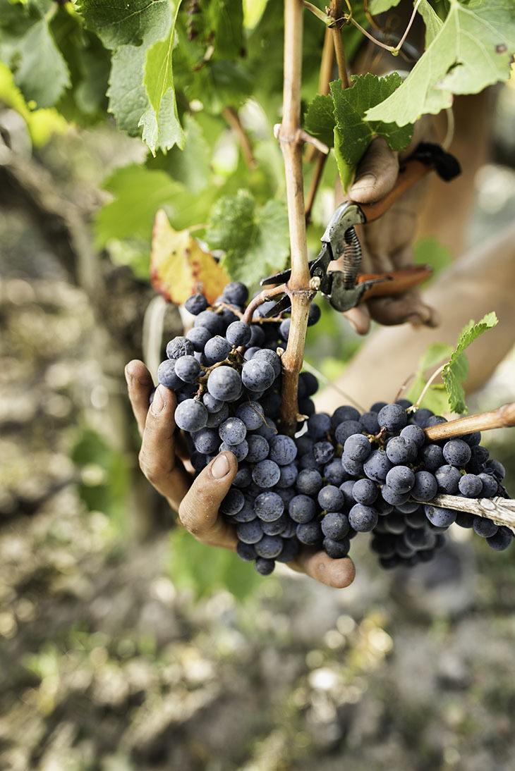 Close-up of a hand harvesting deep purple grapes at Château Léoville-Poyferré vineyard.