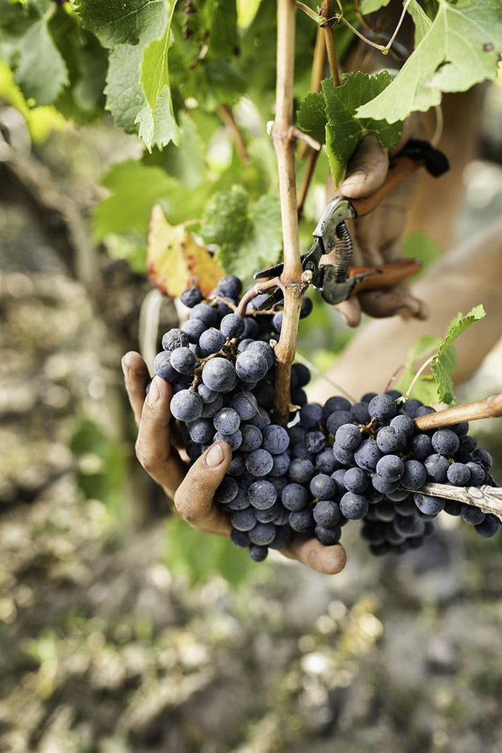 Close-up of a hand harvesting deep purple grapes at Château Léoville-Poyferré vineyard.