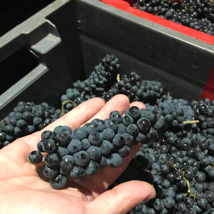 A close-up of a hand holding a bunch of dark grapes during harvest, with a background of grape-filled crates.