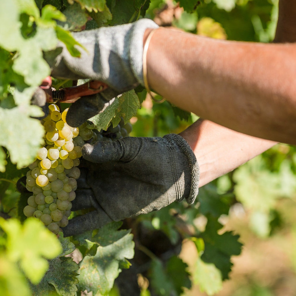 Close-up of gloved hands carefully harvesting a cluster of ripe white grapes from a vine.