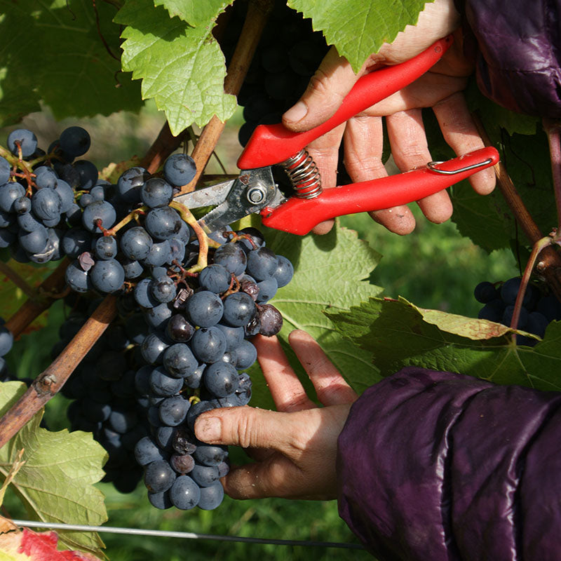 Close-up of grapes being harvested with red clippers