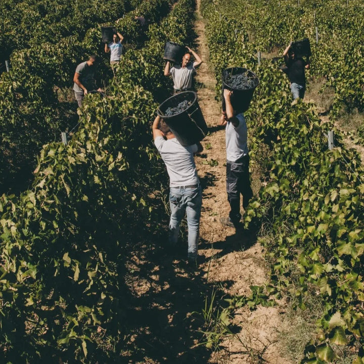 Workers harvesting grapes in a vineyard, carrying buckets filled with fresh grapes under the sun.
