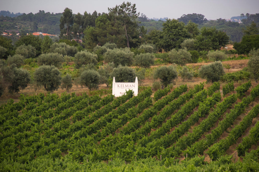 Scenic view of Kelman Family Vineyards in Dão, Portugal, featuring lush green vines and the Kelman winery sign amidst the landscape.