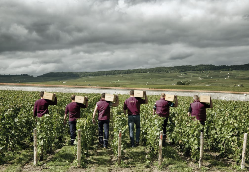 A team of workers harvesting grapes in the scenic Krug vineyard under a cloudy sky.