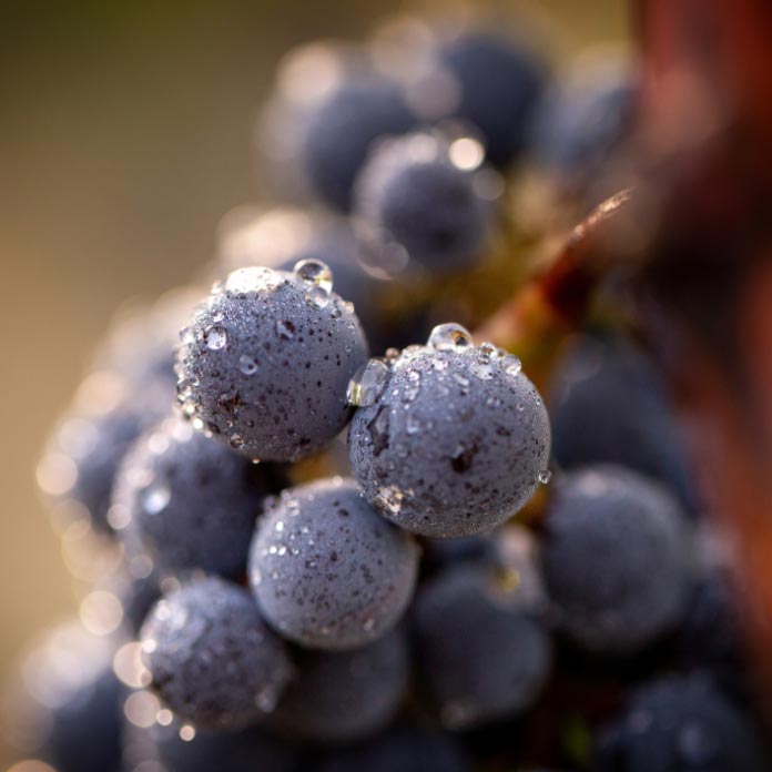 Close-up of dewy grapes on the vine at Chateau Lagrange vineyard.