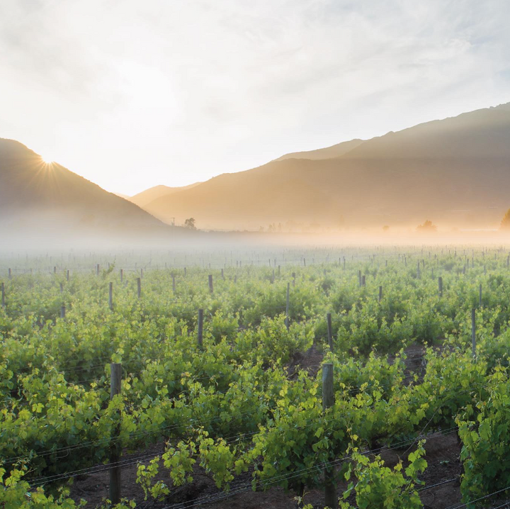 Maipo Valley vineyards at sunrise, enveloped in mist