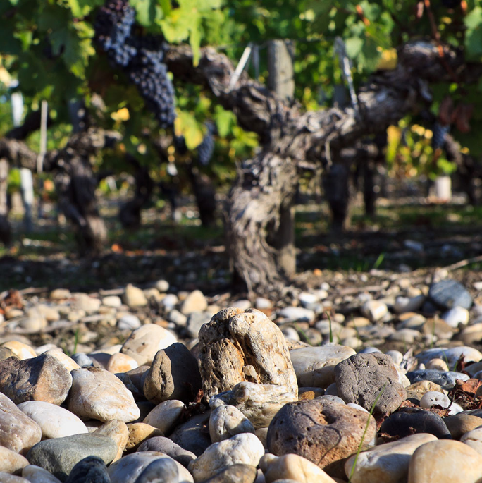 A limestone field with vines in the background.