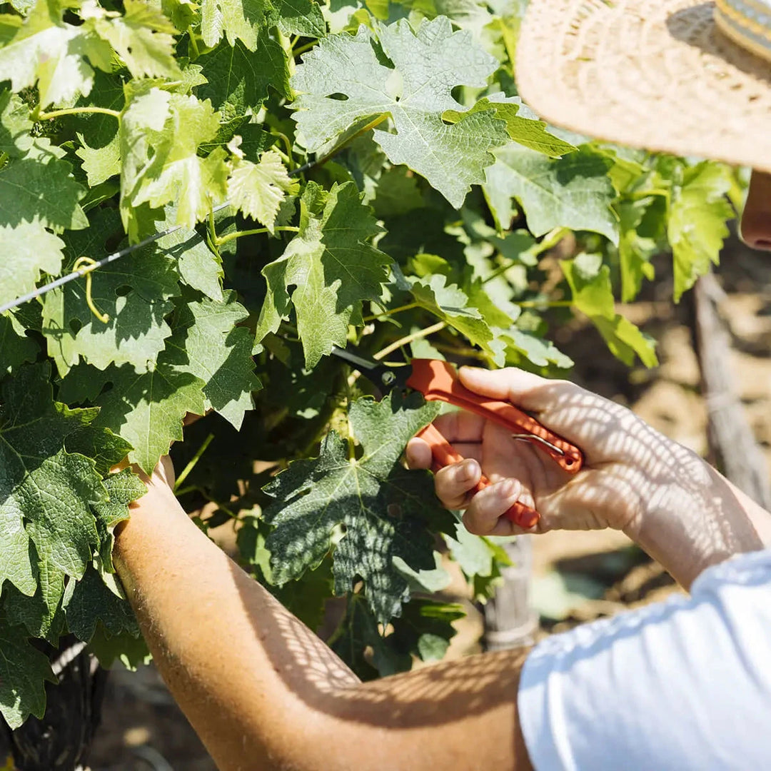 A vineyard worker hand-harvesting grapes at Ornellaia, highlighting the meticulous care in crafting fine Tuscan wines.