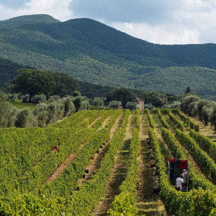 A scenic view of the Ornellaia vineyard in Tuscany during summer, with rolling green hills and neatly aligned vines.