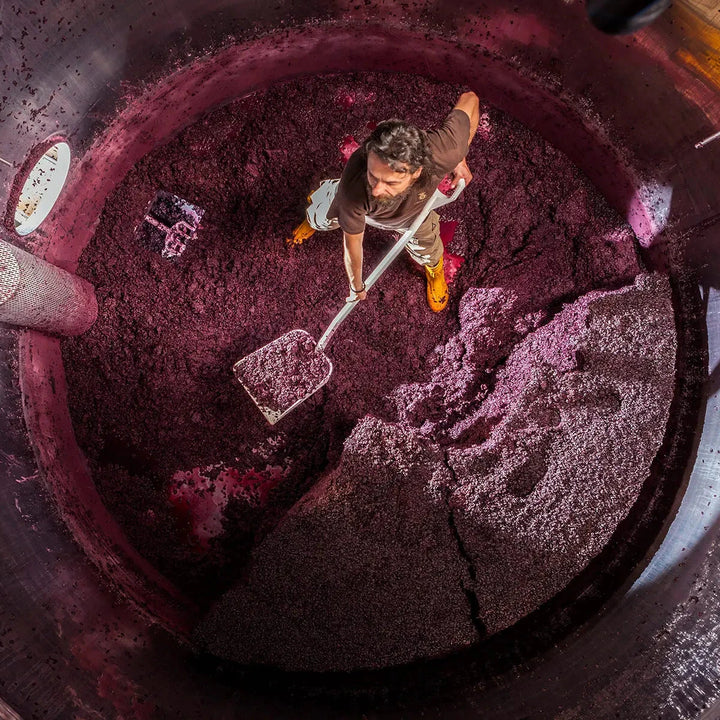 A winemaker at Ornellaia manually racking off grapes in a fermentation tank, showcasing traditional winemaking techniques.