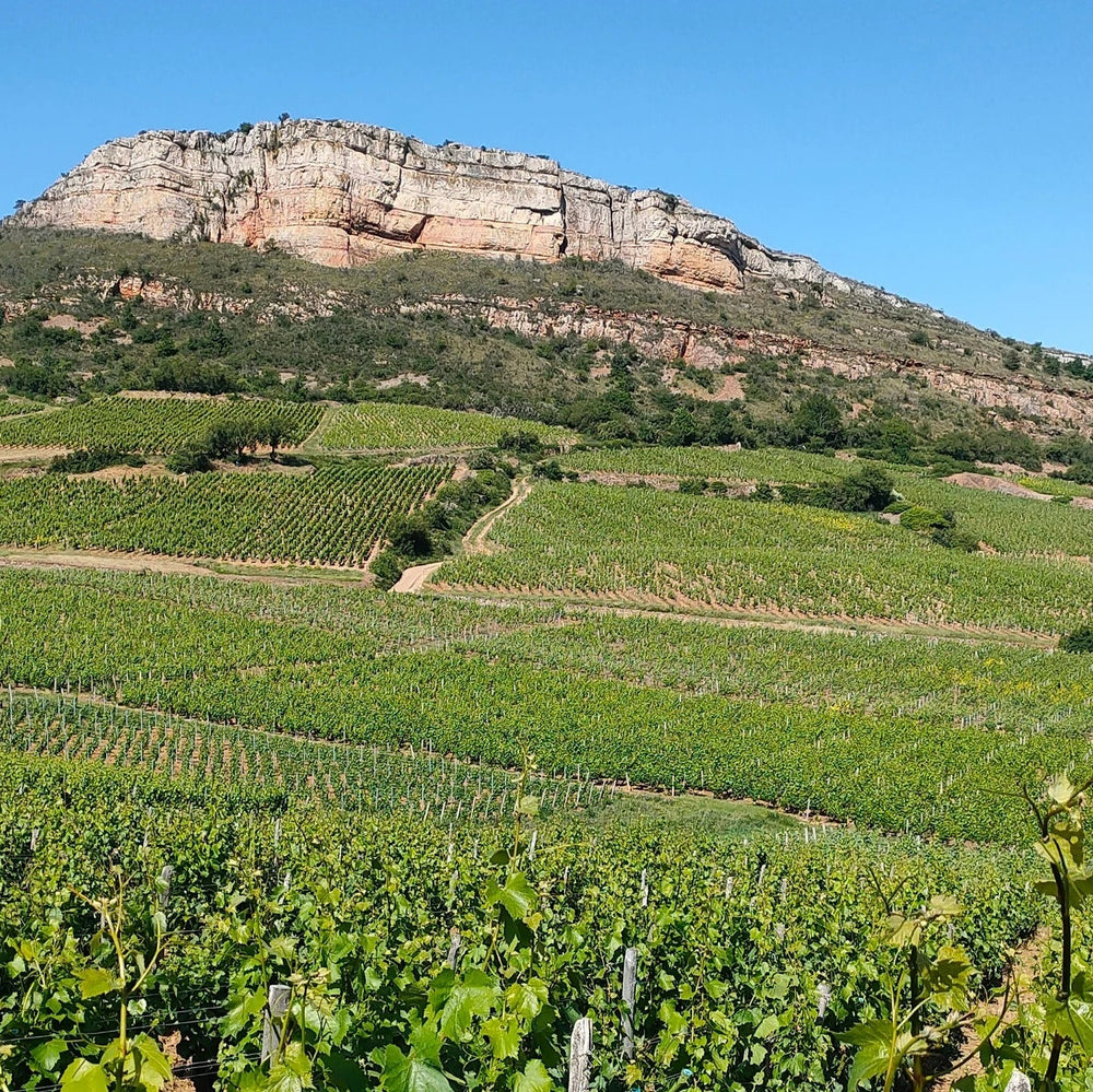 Philippe Charmond's vineyard at Sur la Roche, Pouilly-Fuissé