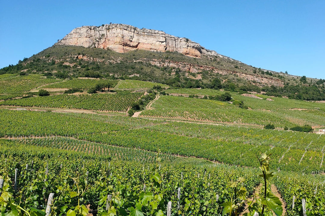 Philippe Charmond's vineyard at Sur la Roche, Pouilly-Fuissé