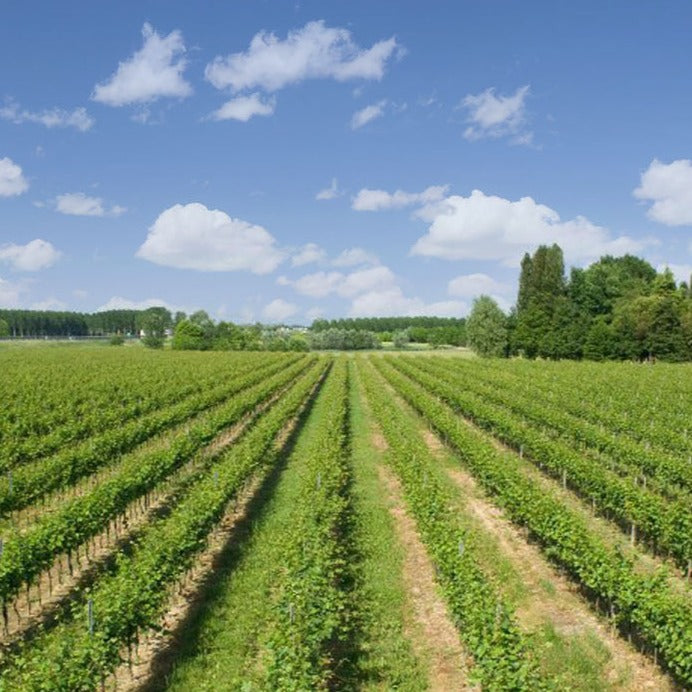 Scenic view of Reguta vineyard in Friuli, Italy, under a blue sky