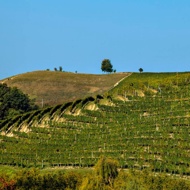 Rolling vineyard hills at Réva estate on a clear day.