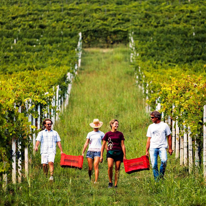 Workers harvesting grapes in the Réva vineyard on a sunny day.