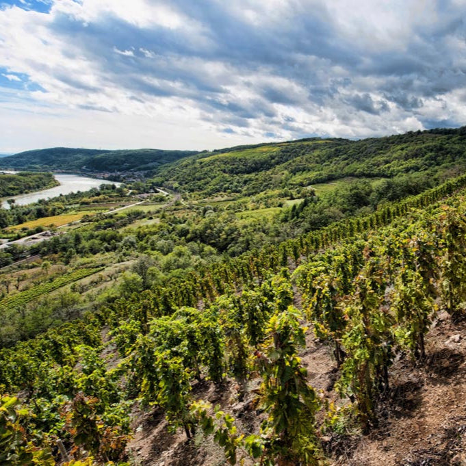  rhone-valley-vineyards-terraces