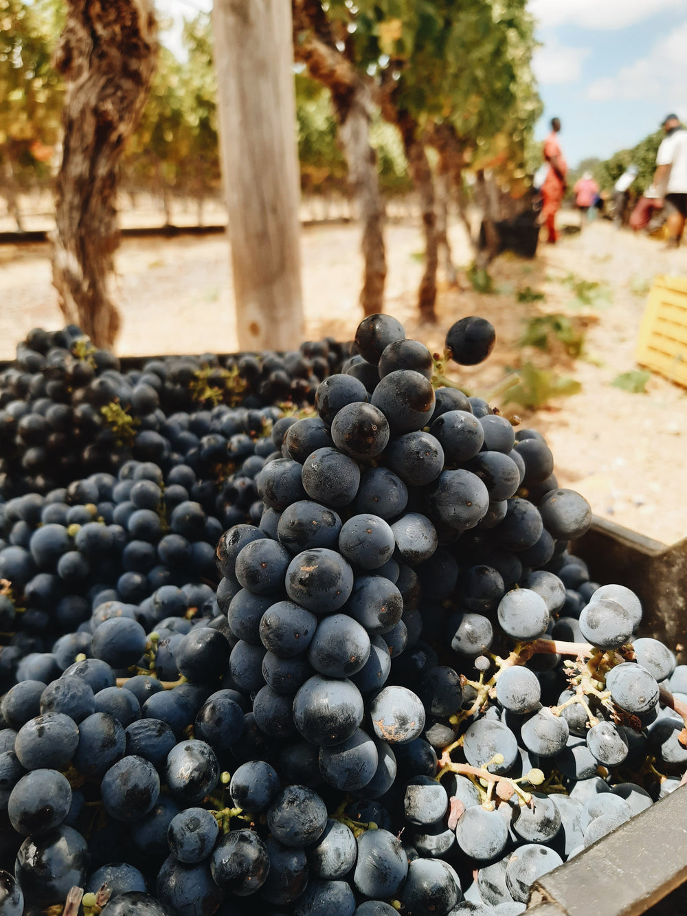 Close-up of freshly harvested red grapes at Saxenburg vineyard.