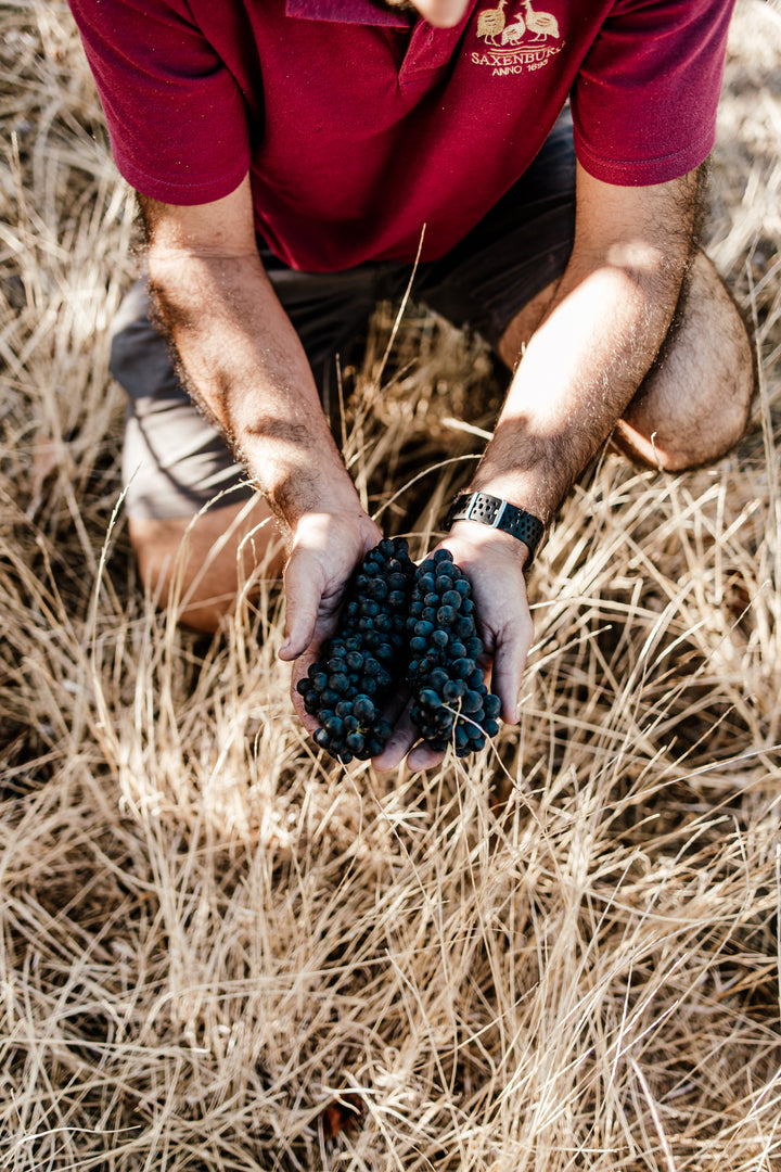 A close-up of freshly harvested red grapes held in the hands of a Saxenburg winemaker in the vineyard.