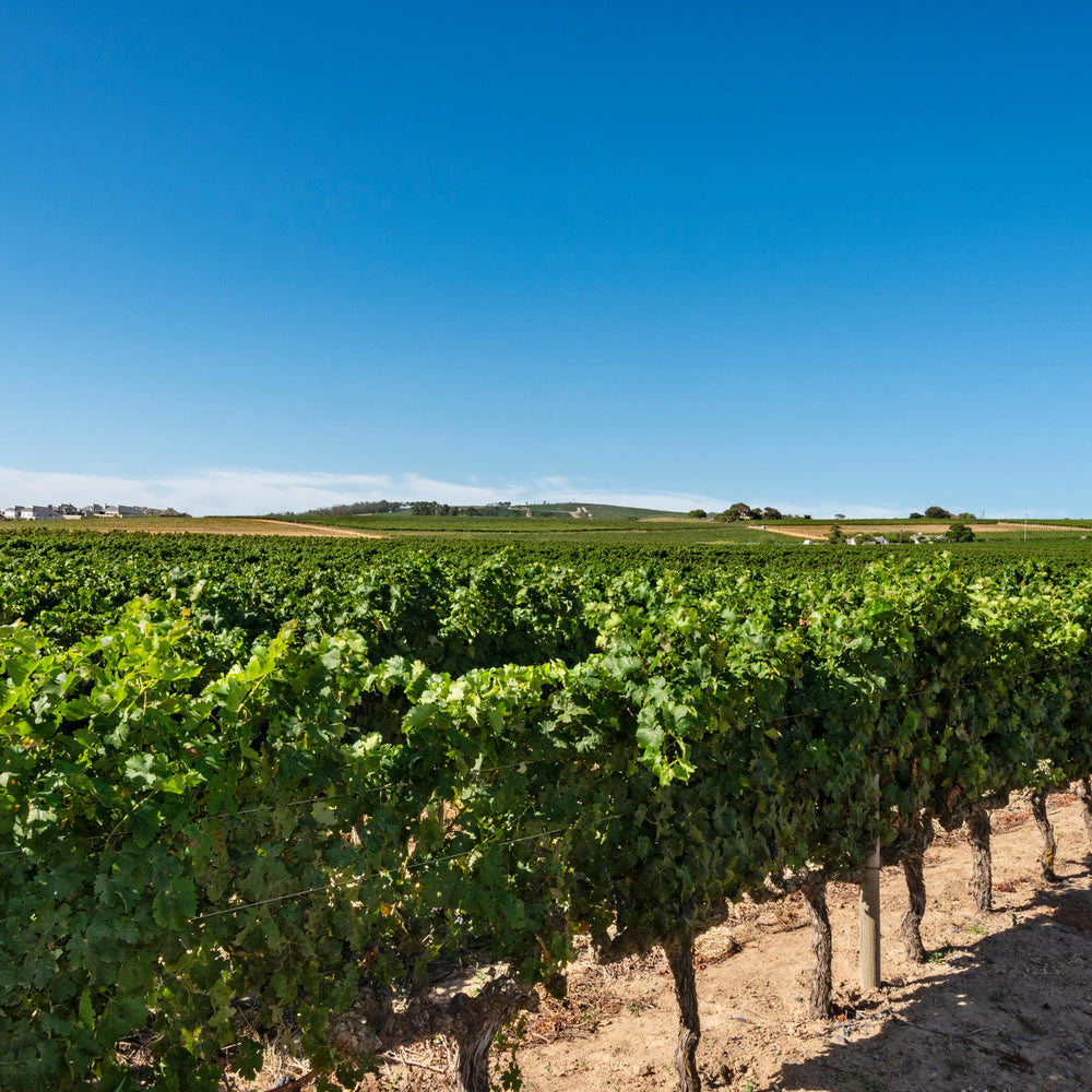 Scenic view of Saxenburg Wine Estate's lush vineyards under a bright blue sky.