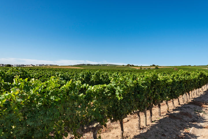 Scenic view of Saxenburg Wine Estate's lush vineyards under a bright blue sky.