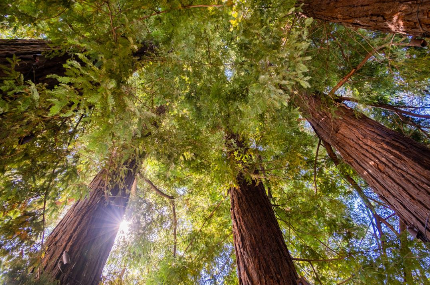 A beautiful view of towering redwood trees at Sequoia Grove Winery.