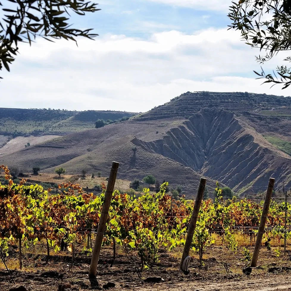 A scenic view of a Sicilian vineyard, highlighting lush grapevines with rugged hills in the background under a clear sky.