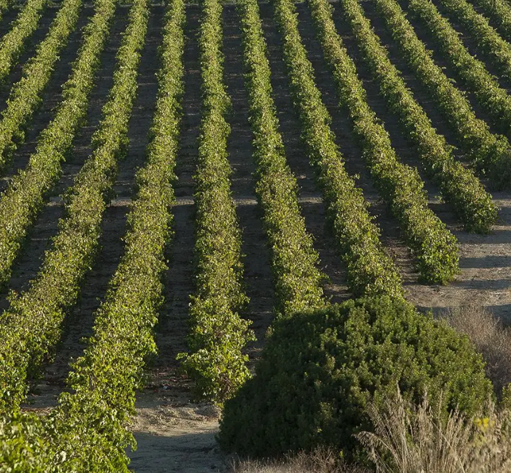 Rows of vines in a Sicilian vineyard