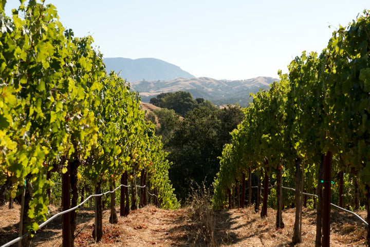 A stunning vineyard in Sonoma County with rows of grapevines stretching towards rolling hills, bathed in golden sunlight.