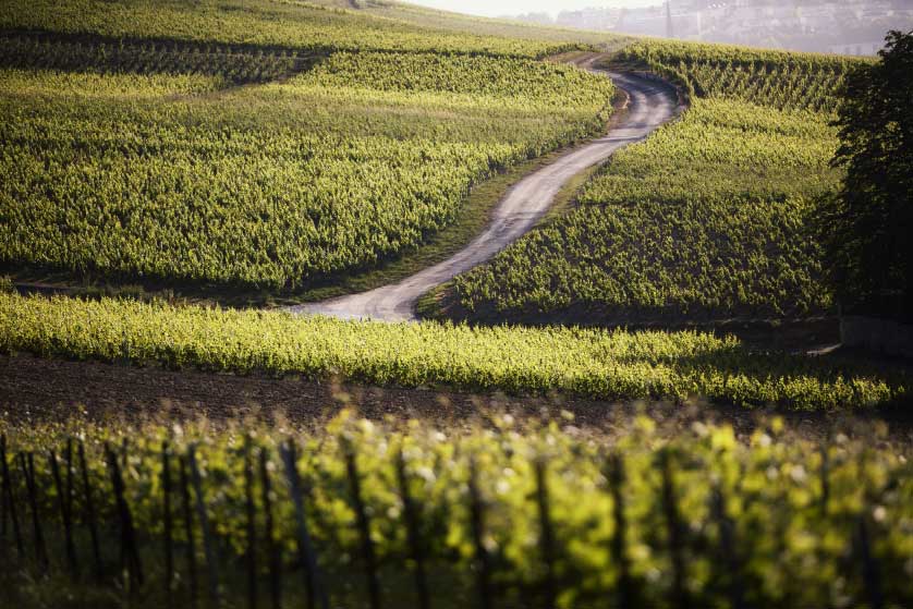 A picturesque view of the Taittinger Champagne vineyard in France, with rolling green hills and a winding path among the vines.