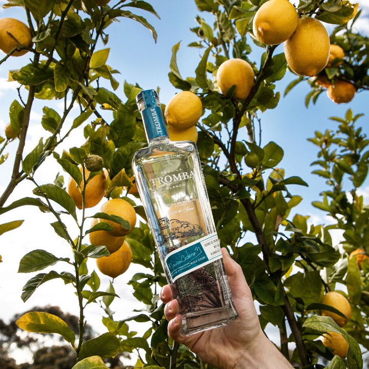 Tequila Tromba Blanco bottle held amidst lemon trees under a sunny sky, showcasing its citrus-infused character.