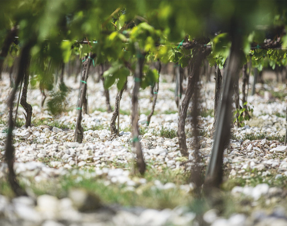 Close-up view of pebbled soil under Tignanello vineyard vines, reflecting the terroir's unique characteristics.