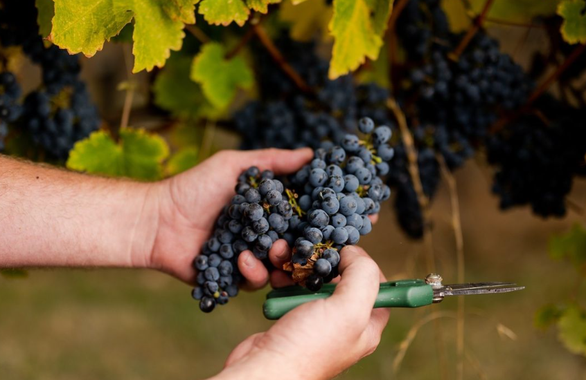 Close-up of hands harvesting ripe grapes from the vineyard at Tokar Estate in the Yarra Valley.