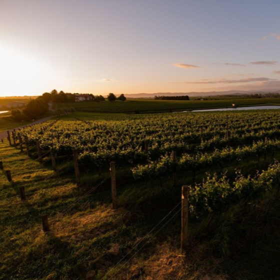 Scenic view of Tokar Estate vineyards at sunset, with rows of vines stretching toward the horizon.