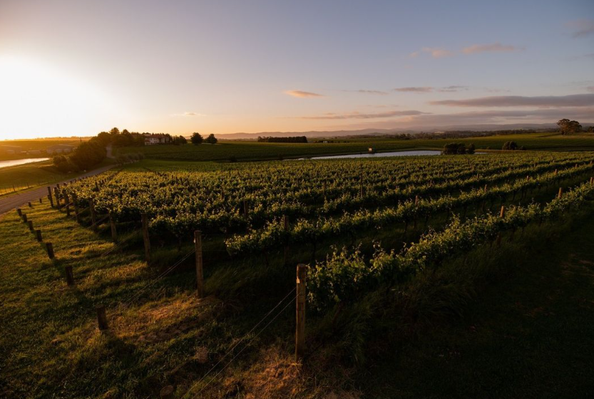 Scenic view of Tokar Estate vineyards at sunset, with rows of vines stretching toward the horizon.